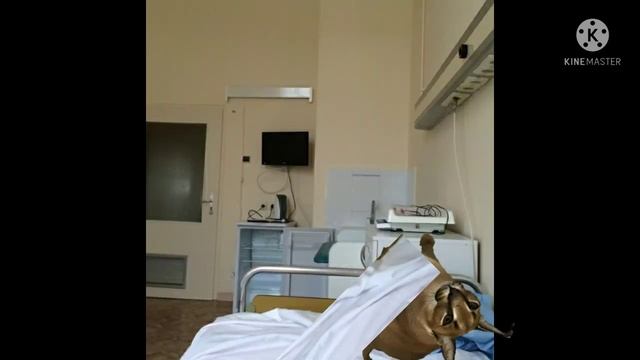 сериал"шлепа бингус и поп кэт" 1 серия смотреть онлайн