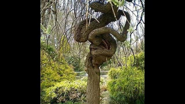 Природа шутит