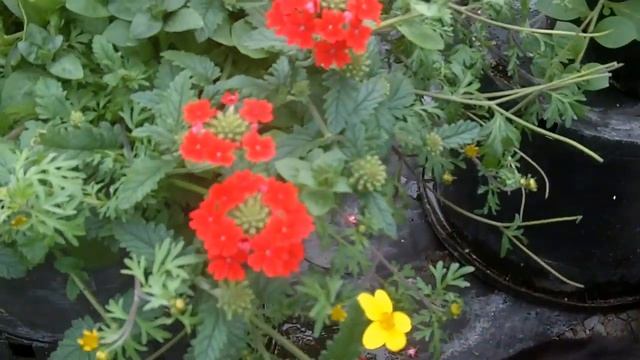 Street-Tested Tough Yellows