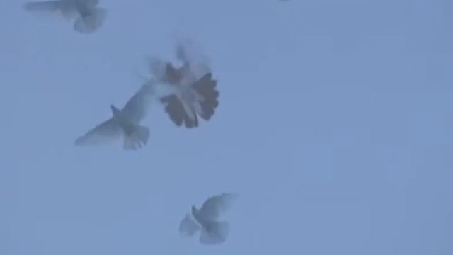 Голуби. Видео-арт для художественной галереи Х.Л.А.М. смотреть онлайн