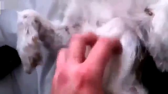 Собака супермен и обезьяна подросток смотреть онлайн