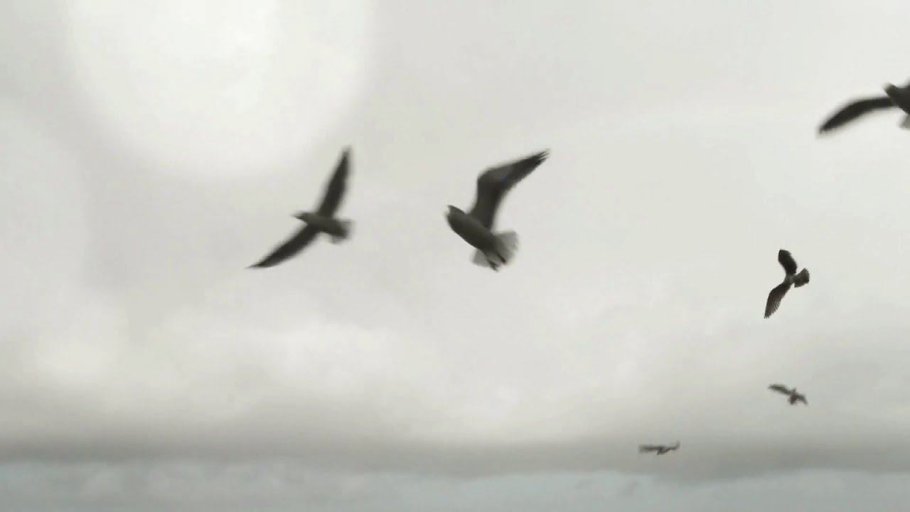 Лидолия Никитина - Разрешите подарить цветы. Вымысел. Читает Владислав Витковский смотреть онлайн