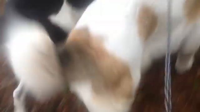 Подготовка к финалу Чемпионата Украины НКССДСУ смотреть онлайн