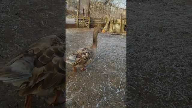 Прикольные ручные гуси