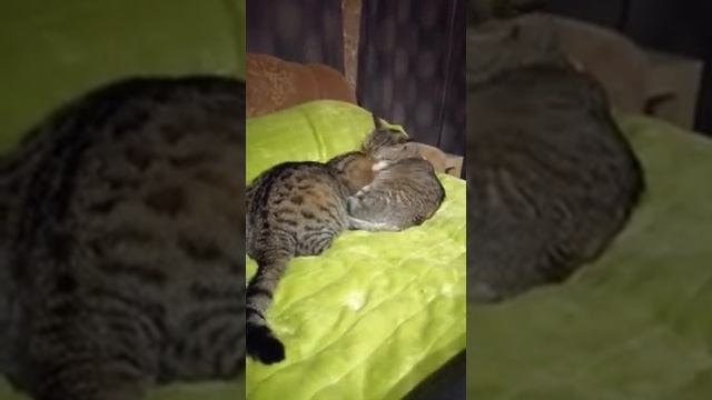 Кот жополиз смотреть онлайн