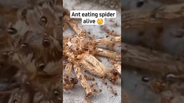 ant attacked spider смотреть онлайн