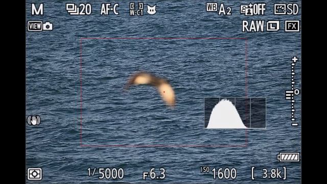 Менять или НЕ МЕНЯТЬ？ Nikon Z8 & Z9 vs Canon R5 смотреть онлайн