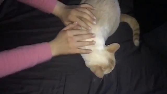 как играть песню биг бейби тейп на коте (смотреть до конца) смотреть онлайн