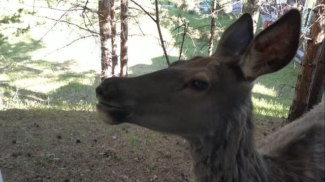 Олениха и олененок