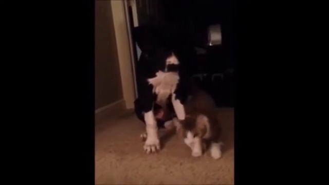 Смешное Видео с Кошками! Веселые Кошки 2015 // Funny Cats Video смотреть онлайн