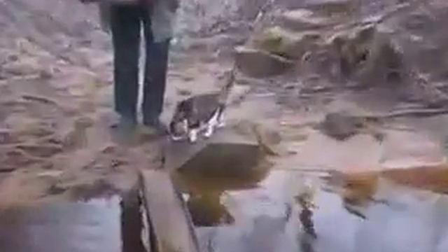 Funny moon #81 Хитрый кот Смешное и прикольное видео Comical and humorous video смотреть онлайн