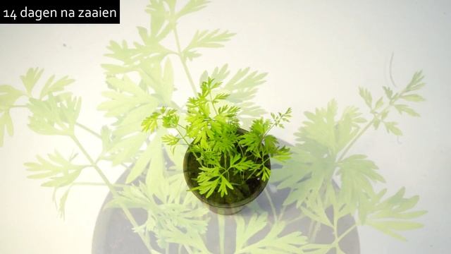 Buzzy Seeds The Orange Collection DEEL2 смотреть онлайн