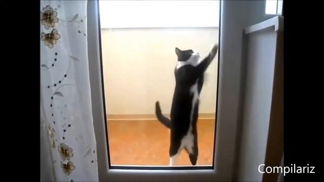 ПРИКОЛЫ С КОТАМИ.Ох уж эти пушистые #3 Подборка смешных и интересных видео с котиками и кошечками смотреть онлайн
