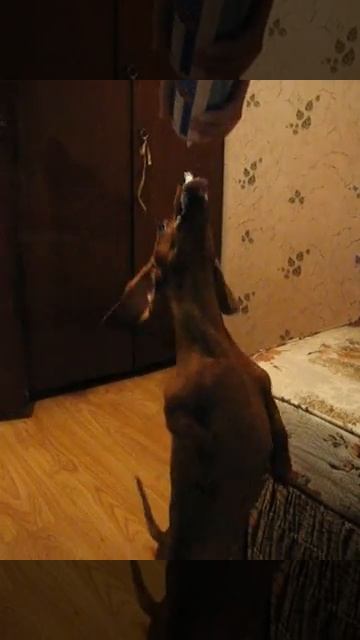 такса ест сливки смотреть онлайн