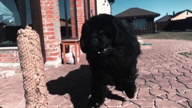 НЬЮФАУНДЛЕНД МИША И ИГРУШКА // АКТИВ!!! смотреть онлайн