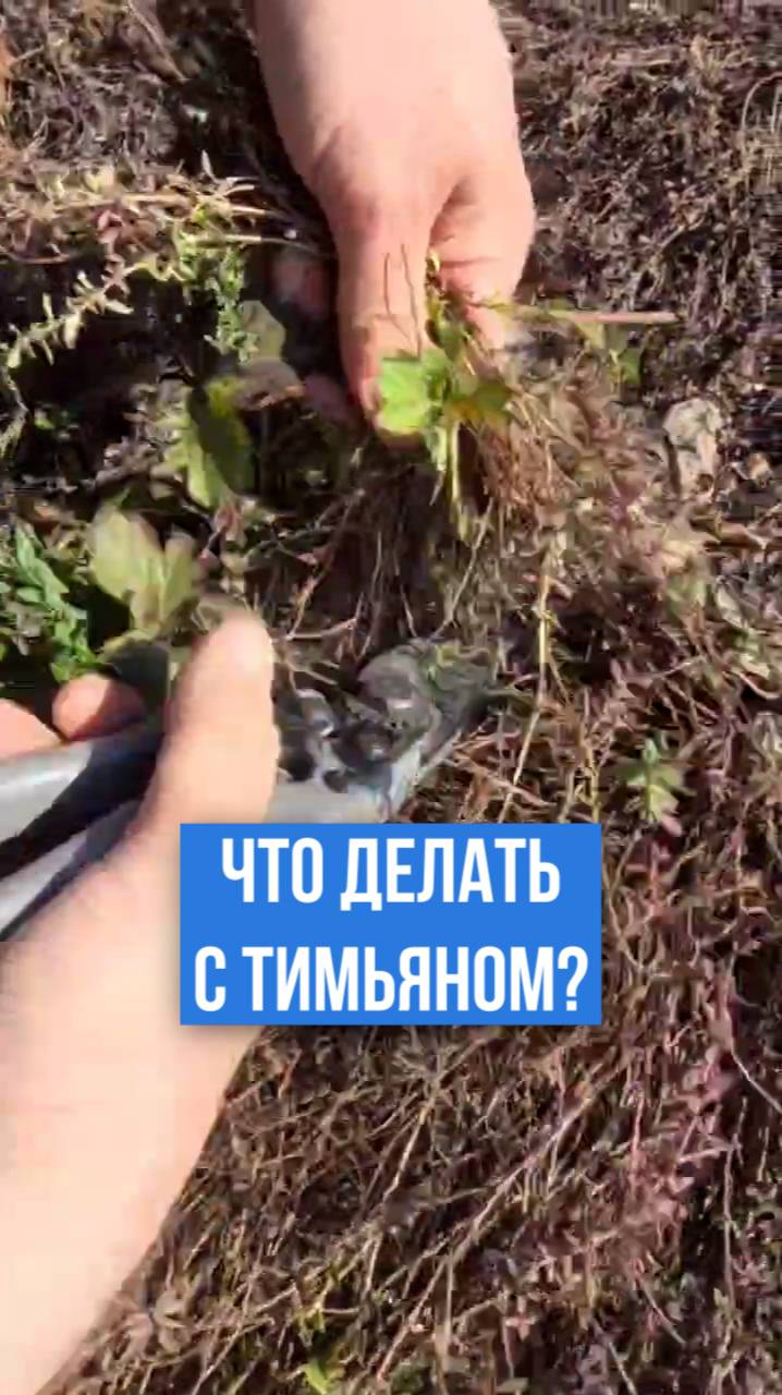 Что делать с ТИМЬЯНОМ ВЕСНОЙ?