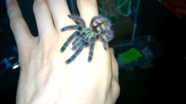 Avicularia versicolor jump and handling. смотреть онлайн