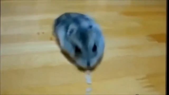 Смешные хомяки 7 смотреть онлайн