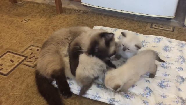 ПРИКОЛЬНЫЕ котята! Уже стали бегать и хулиганить! смотреть онлайн