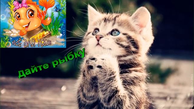 Прикольный котенок. смотреть онлайн
