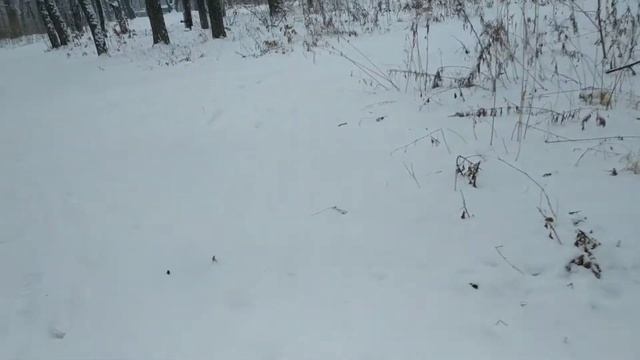 Ищу белый снег