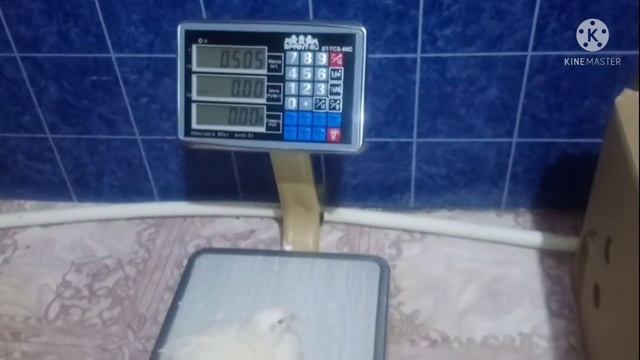 Альбинос Техасский 500+