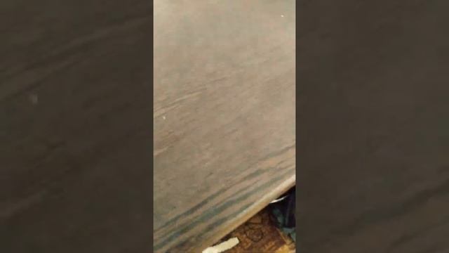 Приколы с попугаем смотреть онлайн