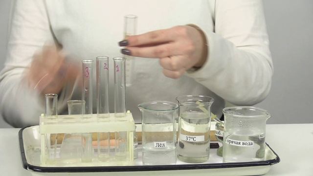 Лабораторная работа. Исследование действия фермента слюны (амилаза) на крахмал