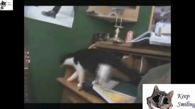 Очень смешной прикол с котом смотреть онлайн