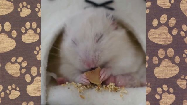 ТУК СМЕШНОК ВИДЕО ПРО ХОМЯЧКОВ! ПРИКОЛЫ С ОЗВУЧКОЙ. Новье!!!! смотреть онлайн