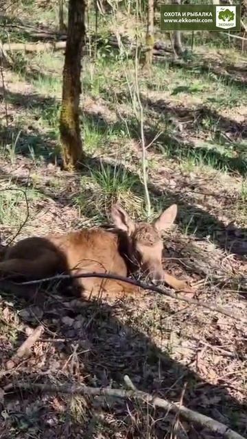 Лосенок в лесу. смотреть онлайн