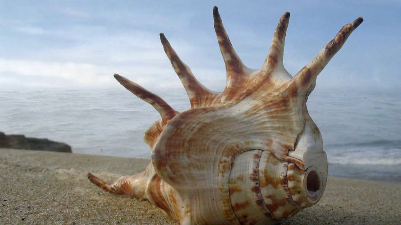 Лидолия Никитина - Разрешите подарить цветы. Раковина. Читает Владислав Витковский смотреть онлайн