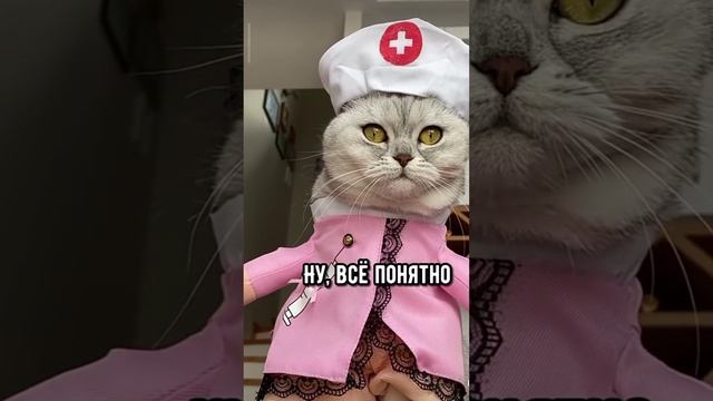 прикольные коты смотреть онлайн