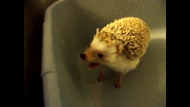 еж зевает смотреть онлайн