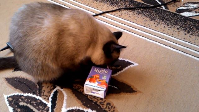 Кошка пьет сок/Cat drinking juice смотреть онлайн