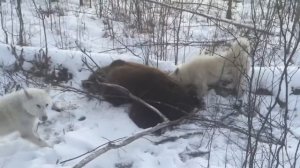 Охота на медведя # 3.  с Западно Сибирской лайкой