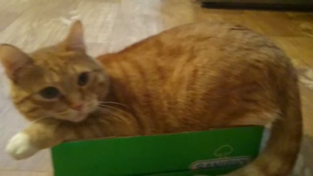 Смешные котята. Смотреть смешное видео про котят. Милый рыжий кот. смотреть онлайн