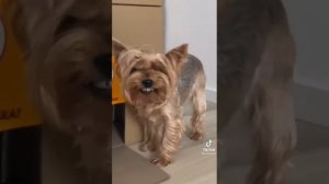 Подборка смешных моментов мики пики. 2 часть.