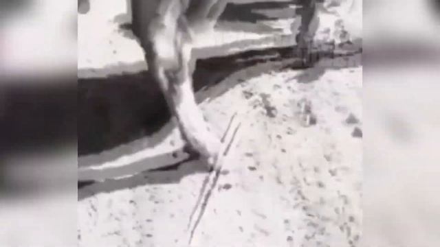 🐮 Подоила Корову ↓↓↓ приколы 2020 смотреть онлайн