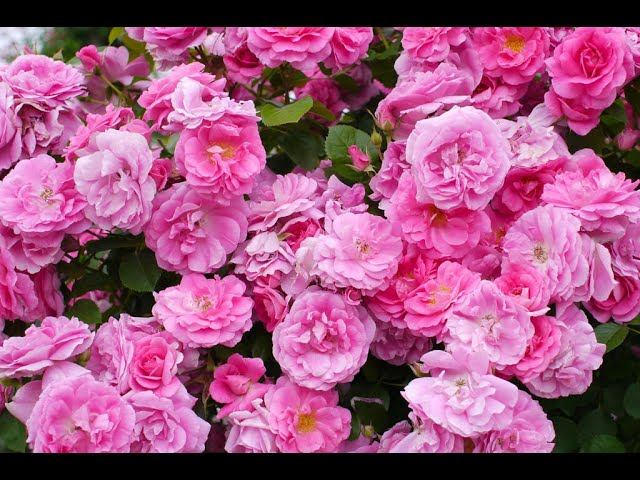 Владимир Сахарцев Соната внешности Читает Владислав Витковский смотреть онлайн