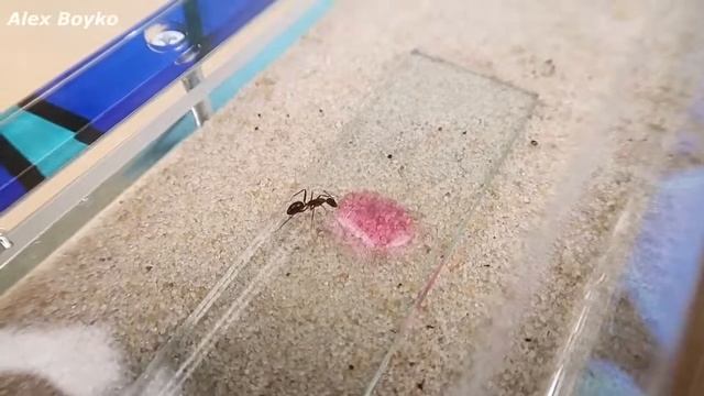 Я покрасил Муравьев! Разноцветные муравьи! alex boyko смотреть онлайн