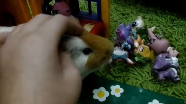 Прикольная озвучка животных|| смотреть онлайн