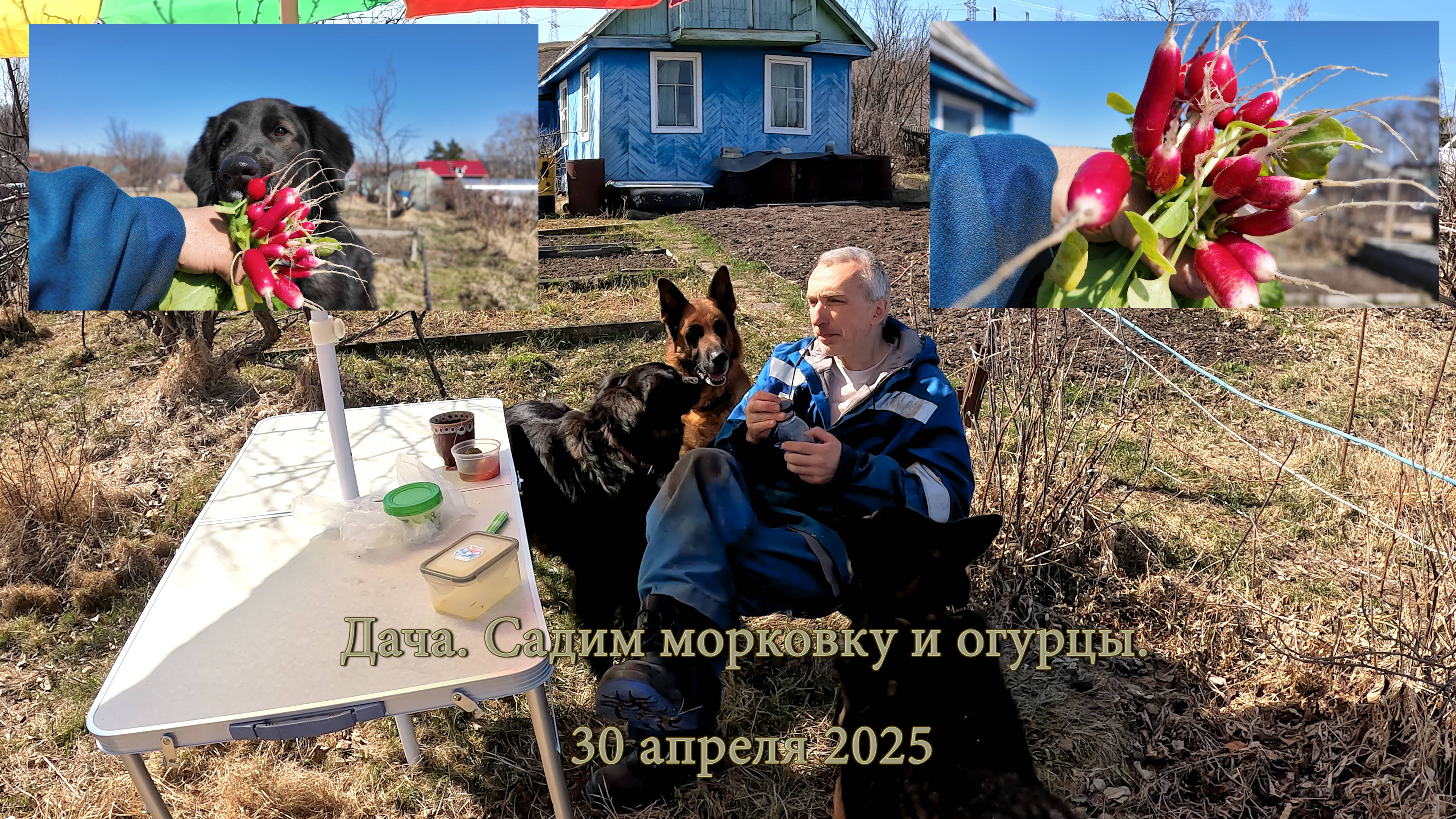 Три собаки и один дачник. Редиска подросла. Садим морковку и огурцы. 30 апреля 2025 смотреть онлайн