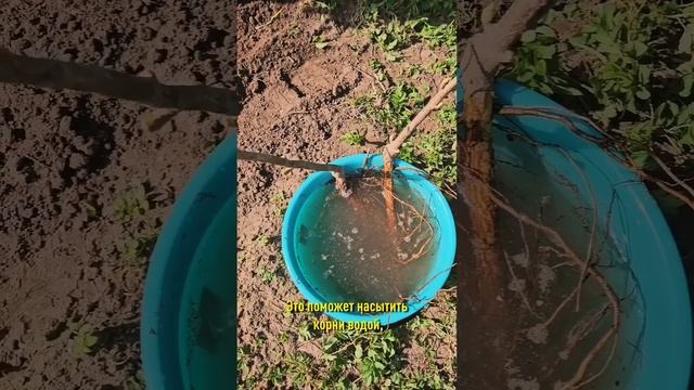 Сажают мелко, не обрезают – как ещё садоводы лишают себя ягод смородины? смотреть онлайн