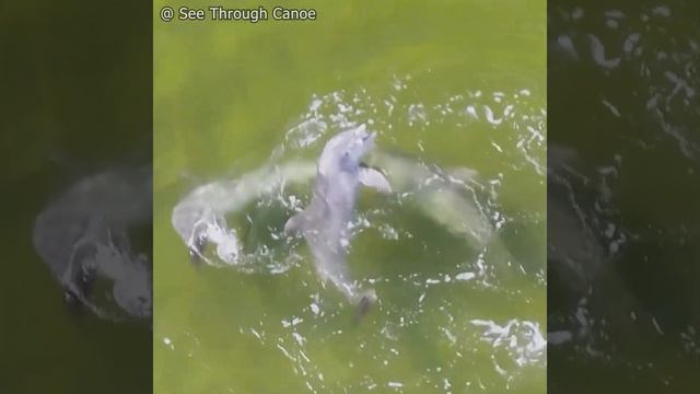 Dolphins catching fish in Tampa Bay смотреть онлайн