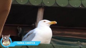 Лучшие Приколы 2017 СЕНТЯБРЬ — Чайка смеётся