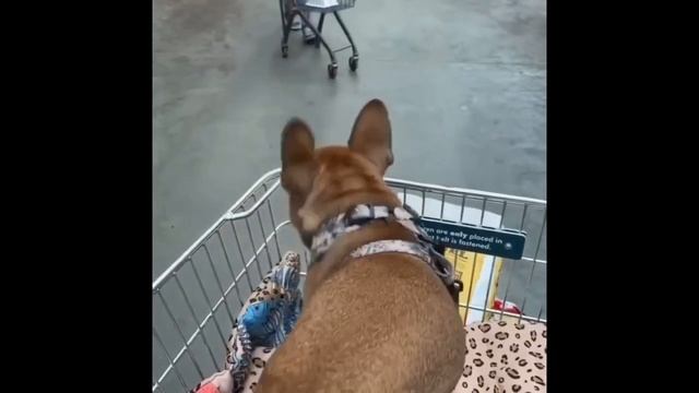 French Bulldogs Funny Moments & Fails Compilation #22 французский бульдог приколы смотреть онлайн