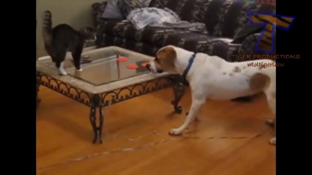 Очень смешной прикол с котом смотреть онлайн