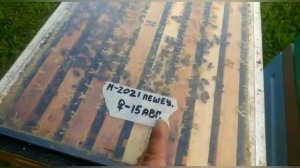 Когда ужимать гнёзда в Зиму!!!