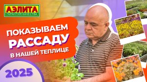 ПОКАЗЫВАЕМ РАССАДУ в ТЕПЛИЦЕ 2025